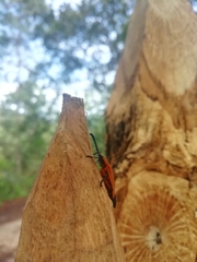 Calopteron terminale