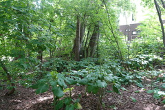 Cardiocrinum cordatum