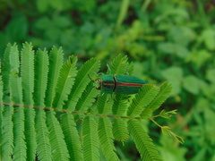 Agaeocera gigas
