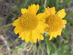 Helenium bigelovii