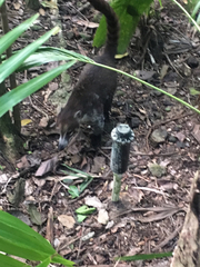 Nasua narica nelsoni