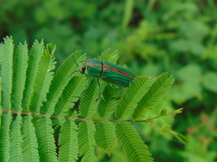 Agaeocera gigas