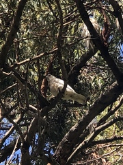 Cacatua