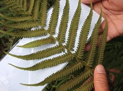 Christella parasitica
