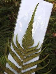 Christella parasitica