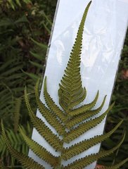 Christella parasitica