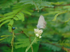 Hemiargus ceraunus astenidas