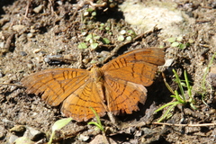 Pseudergolis wedah