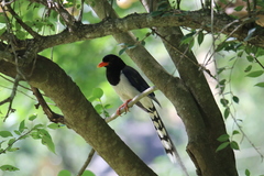 Urocissa erythroryncha