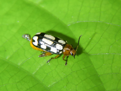 Disonycha scriptipennis