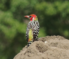 Trachyphonus erythrocephalus