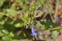 Penstemon globosus