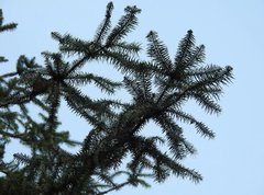 Cunninghamia lanceolata