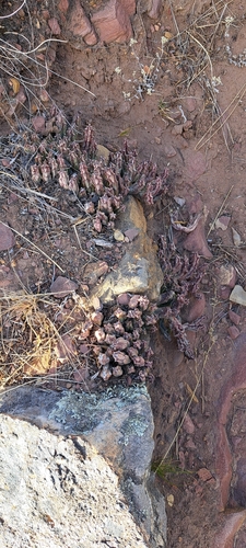 Foto de Cacto estrela