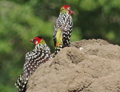 Trachyphonus erythrocephalus