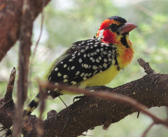 Trachyphonus erythrocephalus