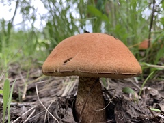 Leccinum insigne