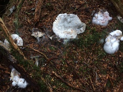 Hypomyces luteovirens