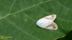 Sphragifera biplagiata