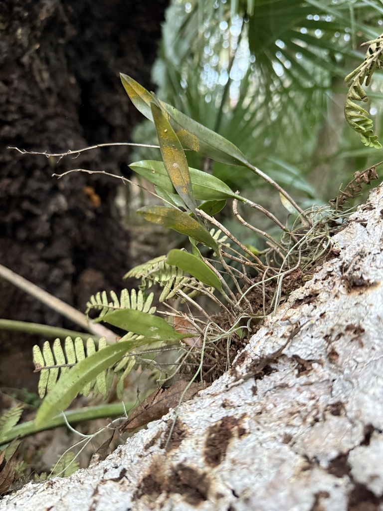 Desmosorus