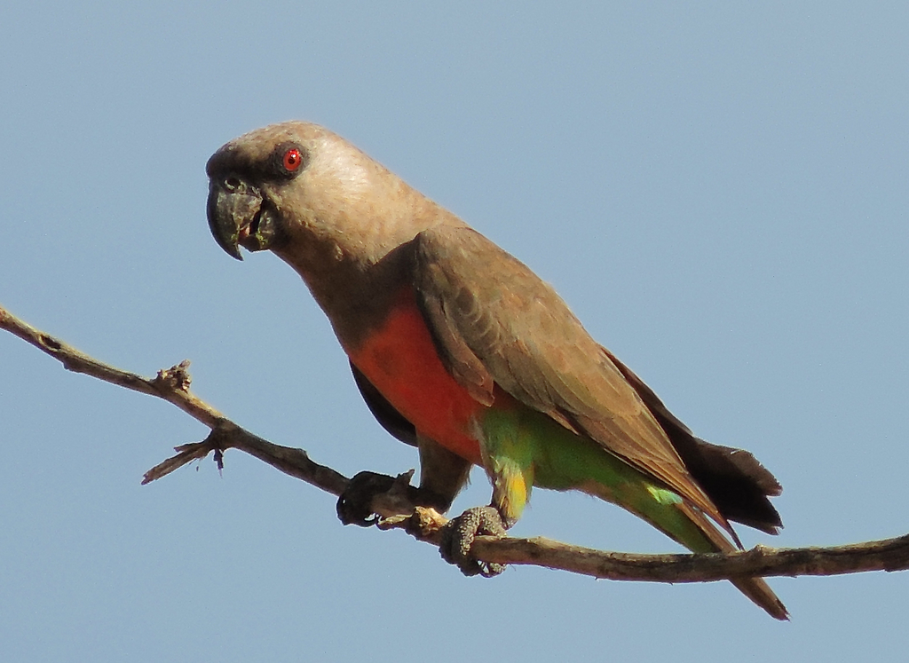 Red-bellied Parrot photo