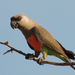 Red-bellied Parrot - Photo (c) Donald Hampton, some rights reserved (CC BY-SA), uploaded by Donald Hampton