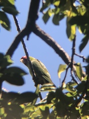 Psittacara erythrogenys
