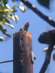 Psittacara erythrogenys