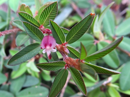 Kummerowia striata
