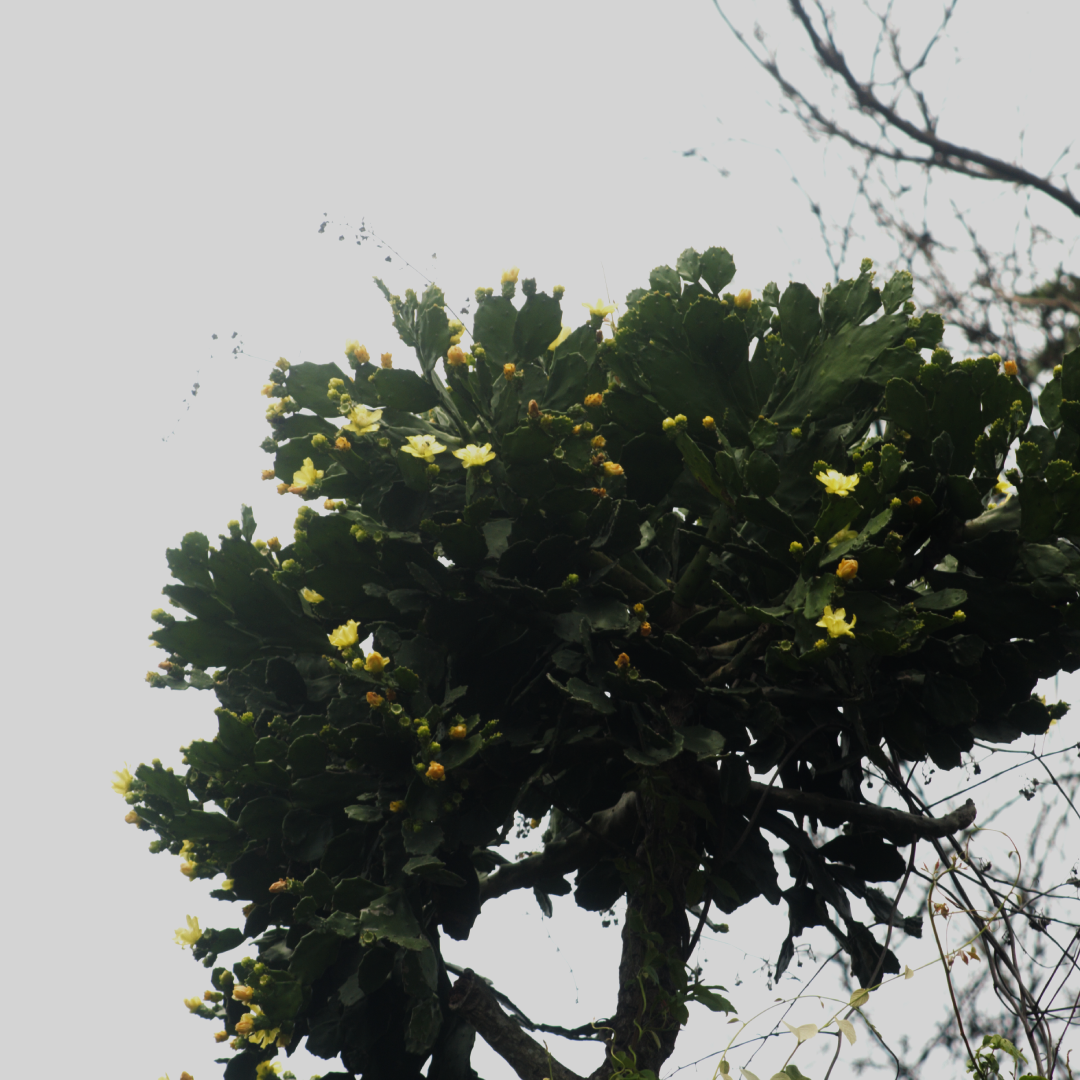 Imagem de Palma-de-cristo
