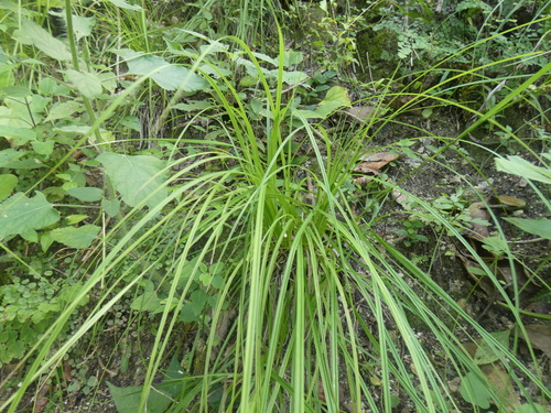 Image of Carex polystachya by (c) Fabian Orozco, some rights reserved (CC BY)
