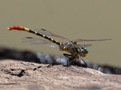 Austroepigomphus turneri