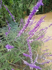 Salvia leucantha