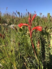 Watsonia coccinea
