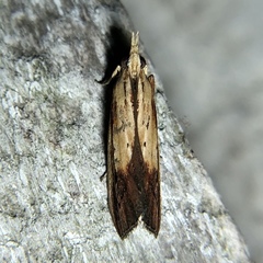 Ancylostomia stercorea