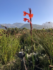 Watsonia coccinea