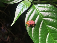 Podontia affinis