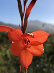 Watsonia coccinea