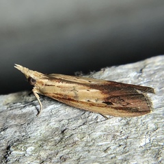 Ancylostomia stercorea