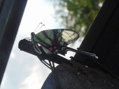 Protographium epidaus fenochionis