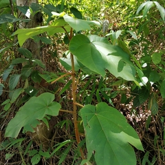 Ficus trichocarpa obtusa