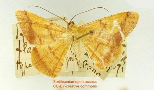 Pyrinia flavida