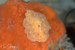 Sclerodoris tarka