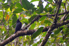 Melanerpes herminieri