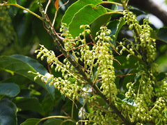 Elaeocarpus serratus