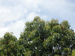 Elaeocarpus serratus