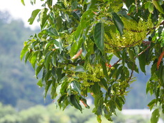 Elaeocarpus serratus