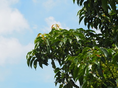 Elaeocarpus serratus