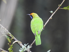 Chloropsis aurifrons