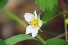 Fragaria virginiana